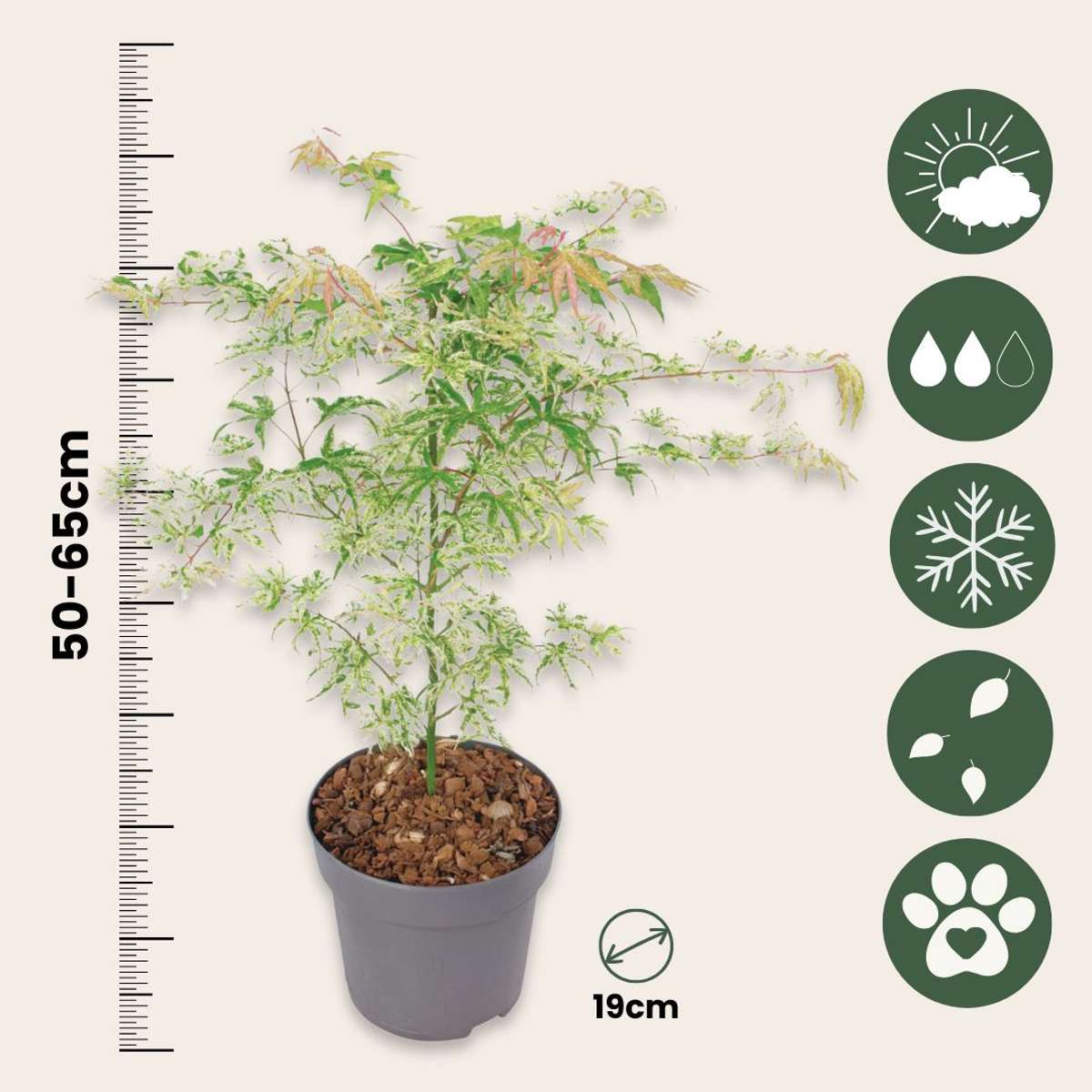 Japanese maple - 2 pcs. - Acer palmatum 'Ukigumo' - Height 50-60cm - ⌀19cm