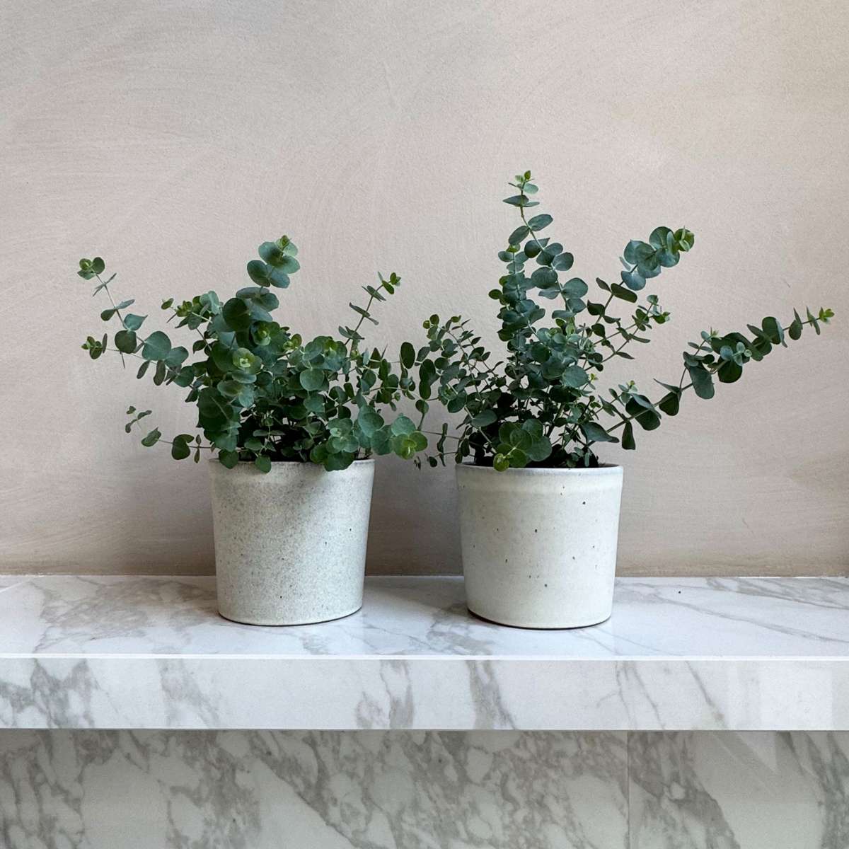 Gum bush - 4 pcs. - Eucalyptus 'Pulverulenta' - Height 25-40cm - ⌀12cm