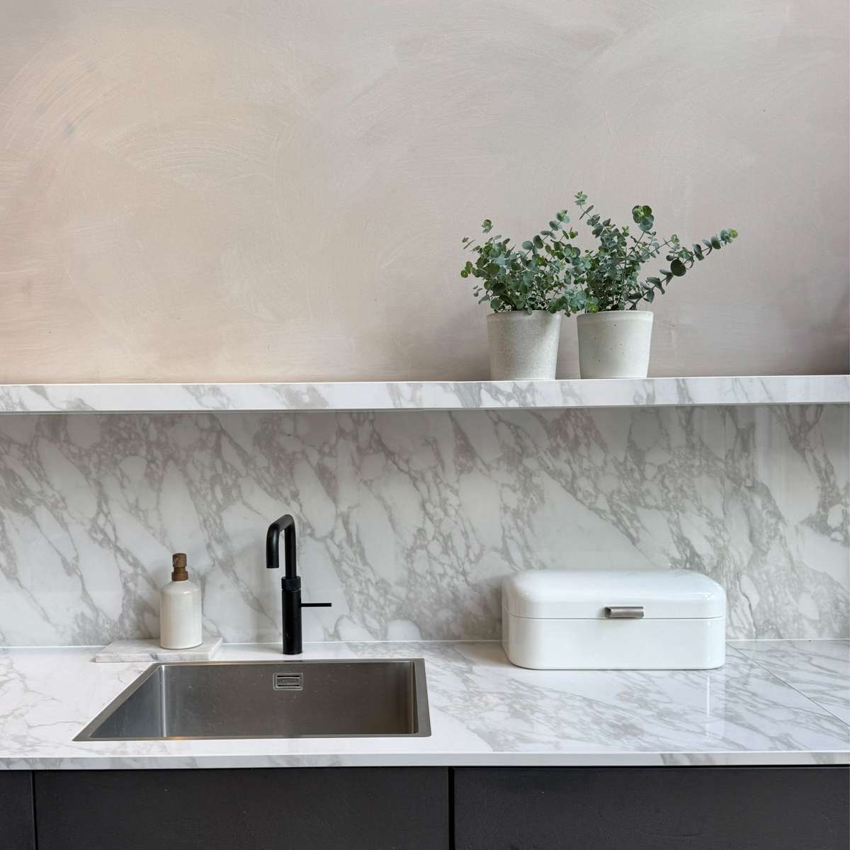 Gum bush - 2 pcs. - Eucalyptus 'Pulverulenta' - Height 25-40cm - ⌀13cm