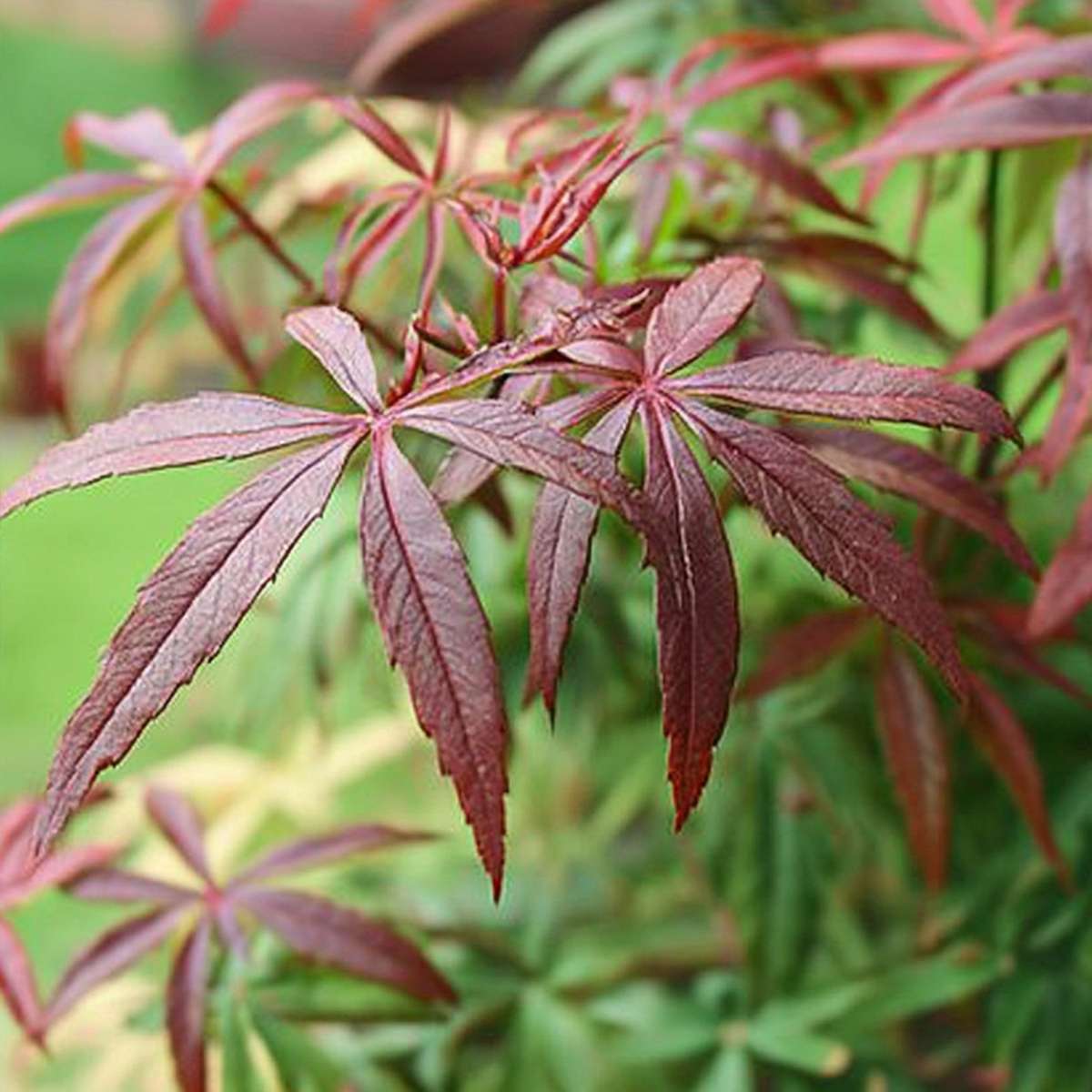 Japanese maple - 2 pcs. - Acer palmatum 'Starfish' - Height 60-70cm - ⌀19cm