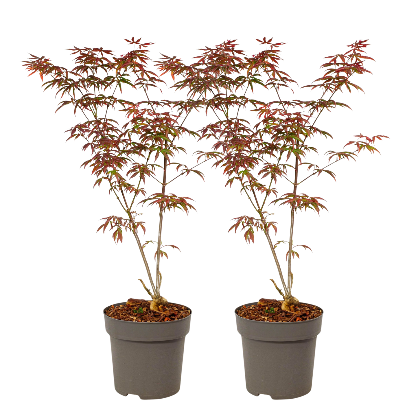 Japanese maple - 2 pcs. - Acer palmatum 'Starfish' - Height 60-70cm - ⌀19cm
