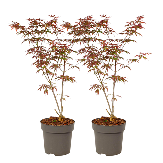Japanese maple - 2 pcs. - Acer palmatum 'Starfish' - Height 60-70cm - ⌀19cm