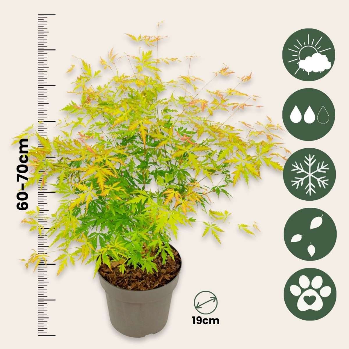 Japanese maple - Acer palmatum 'Orange Lace' - Height 60-70cm - ⌀19cm