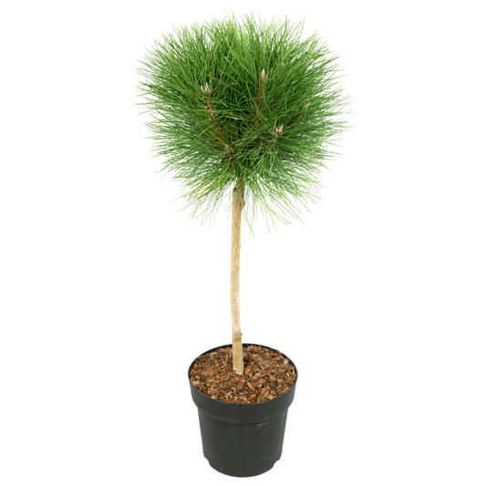 Pine - Pinus 'Summer Breeze' - Height 70-80cm - ⌀24cm