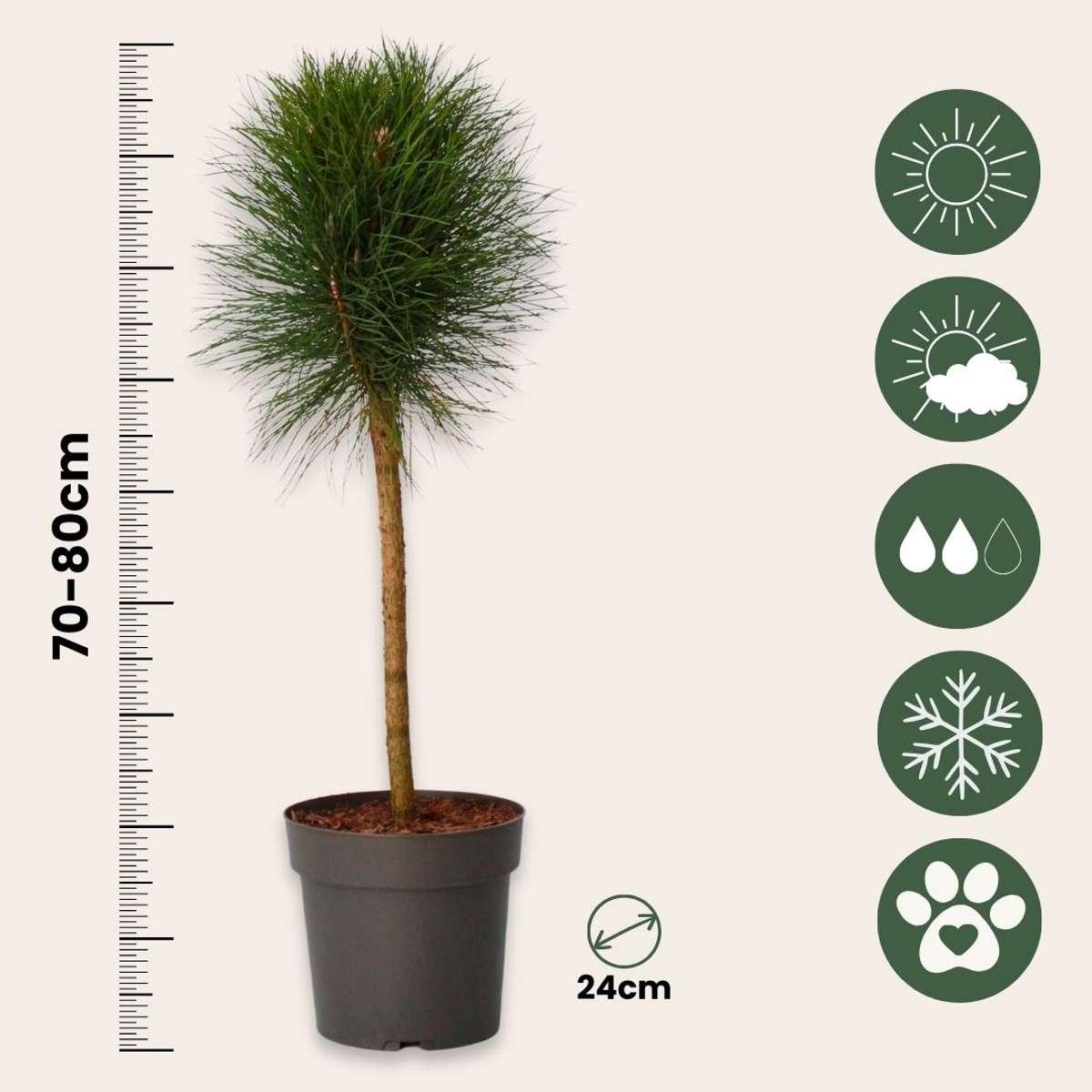 Pine - Pinus 'Summer Breeze' - Height 70-80cm - ⌀24cm