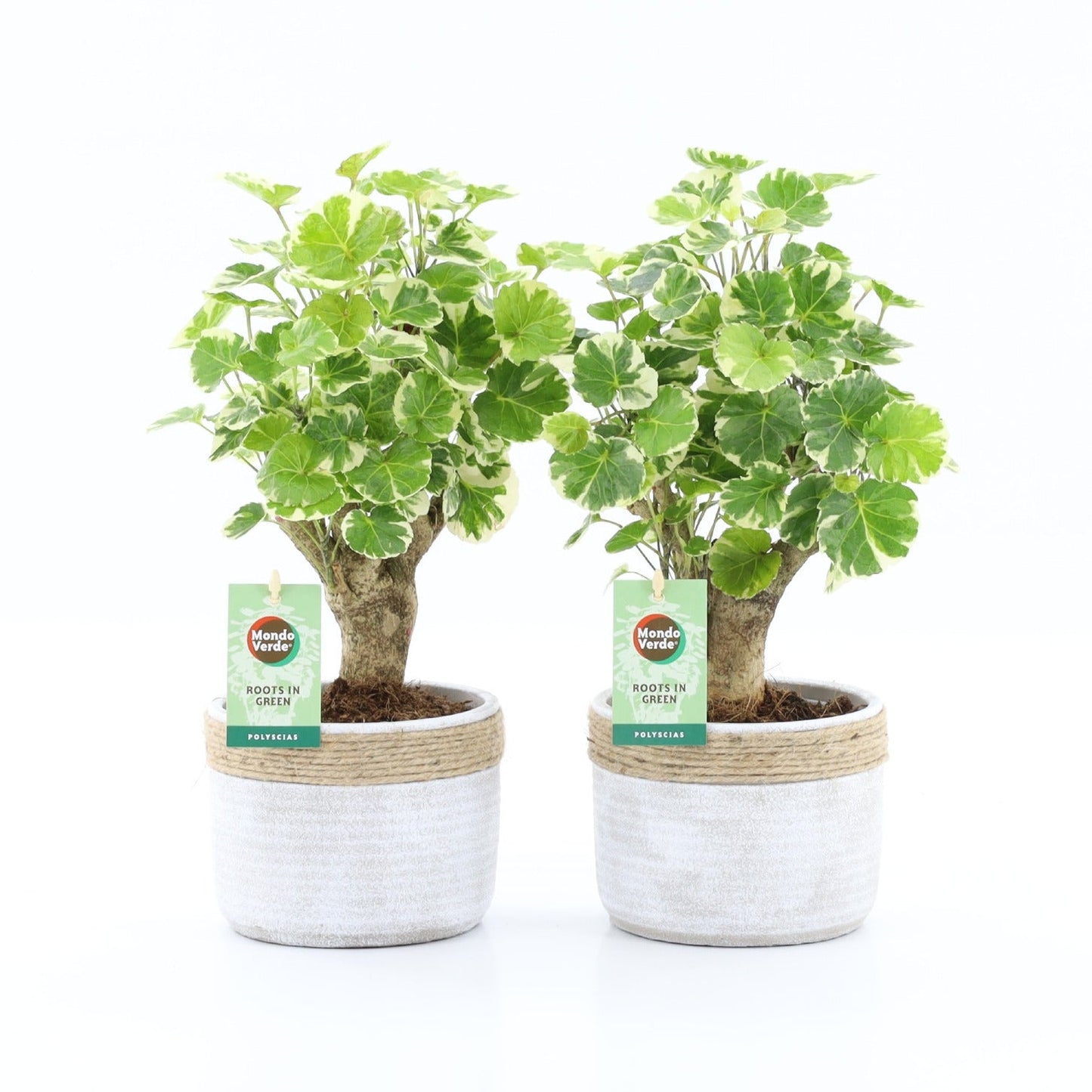 Polyscias Balfouriana Keramiek Sturdy