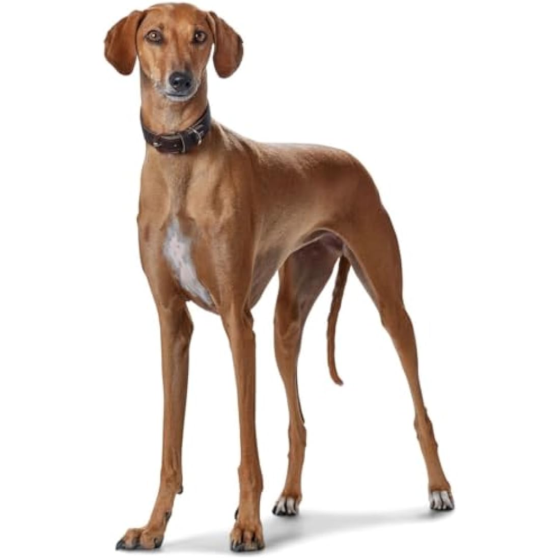 Hunter Super Soft Dog Collar, Softvoll Leather