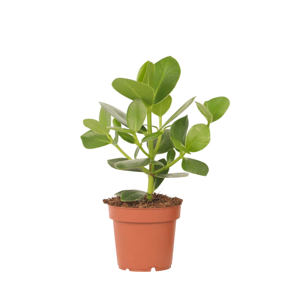 Autograph tree - Clusia rosea 'Princess' - Height 25-35cm - ⌀12cm