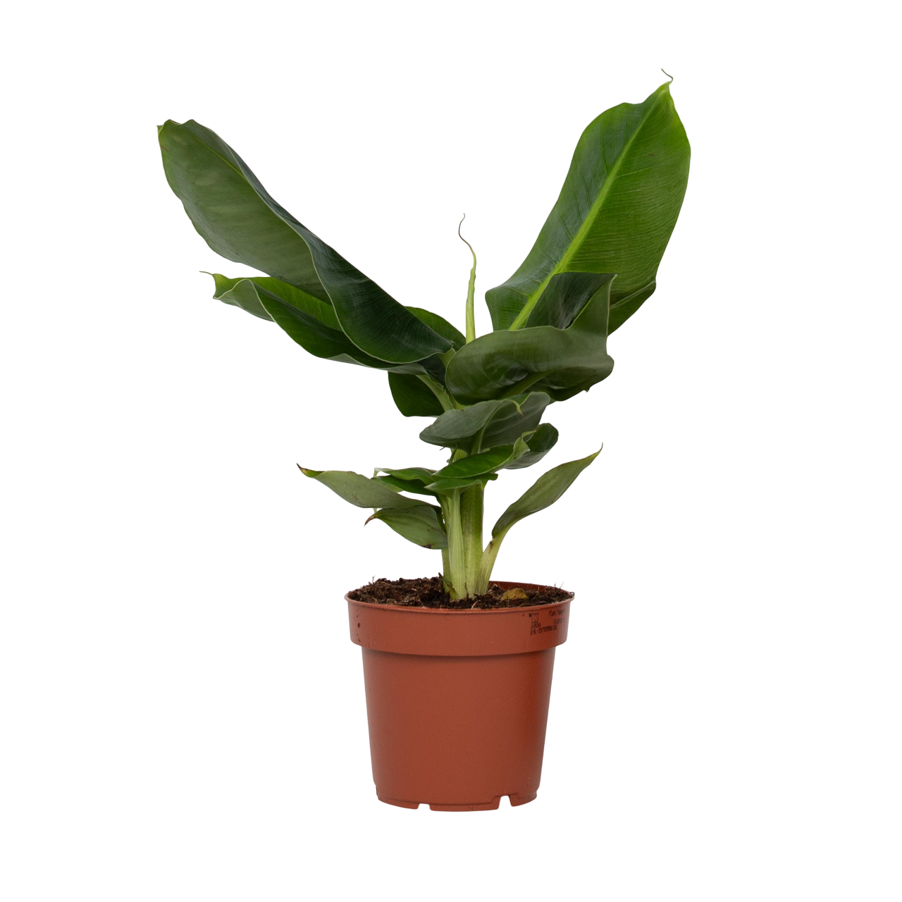 Banana Plant - Musa 'Oriental Dwarf' - Height 25-40cm - ⌀12cm
