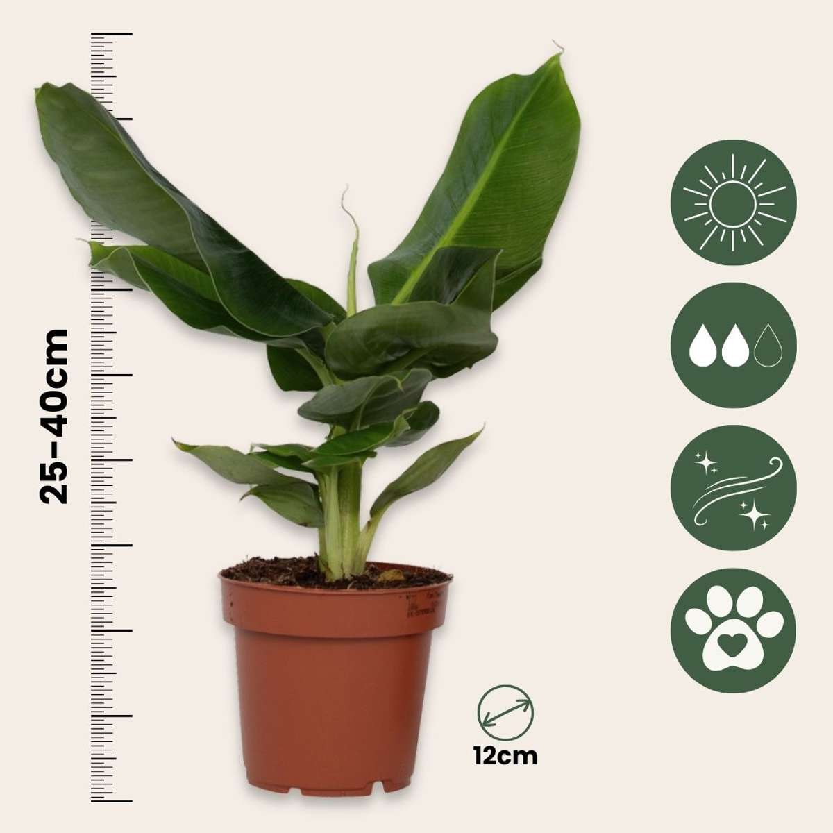 Banana Plant - Musa 'Oriental Dwarf' - Height 25-40cm - ⌀12cm