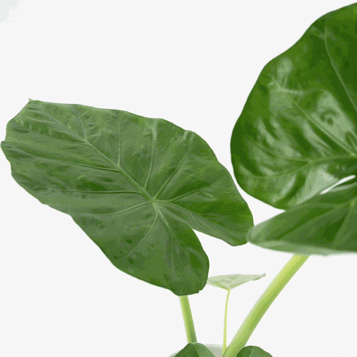 Elephant's Ear - Alocasia 'Macrorrhizos' - Height 60-70cm - ⌀17cm