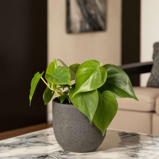 Chinese money plant - Peperomia polybotrya - Height 20-30cm - ⌀12cm