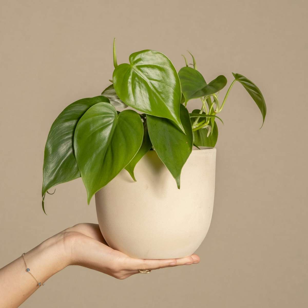 Chinese money plant - Peperomia polybotrya - Height 20-30cm - ⌀12cm