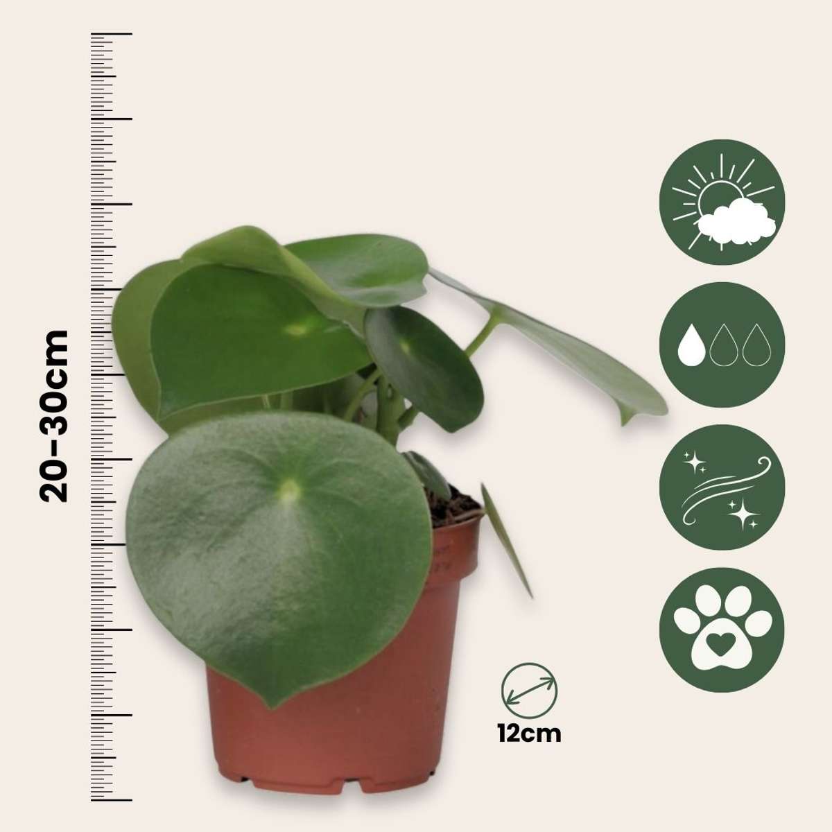 Chinese money plant - 4 pcs. - Peperomia polybotrya - Height 20-30cm - ⌀12cm