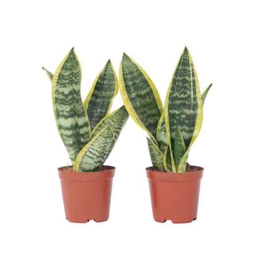 Snake plant - 2 pcs. - Sansevieria 'Futura Superba' - Height 35-40cm - ⌀12cm