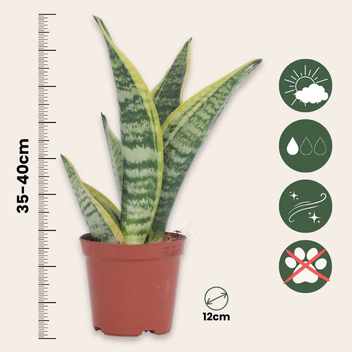Snake plant - 2 pcs. - Sansevieria 'Futura Superba' - Height 35-40cm - ⌀12cm