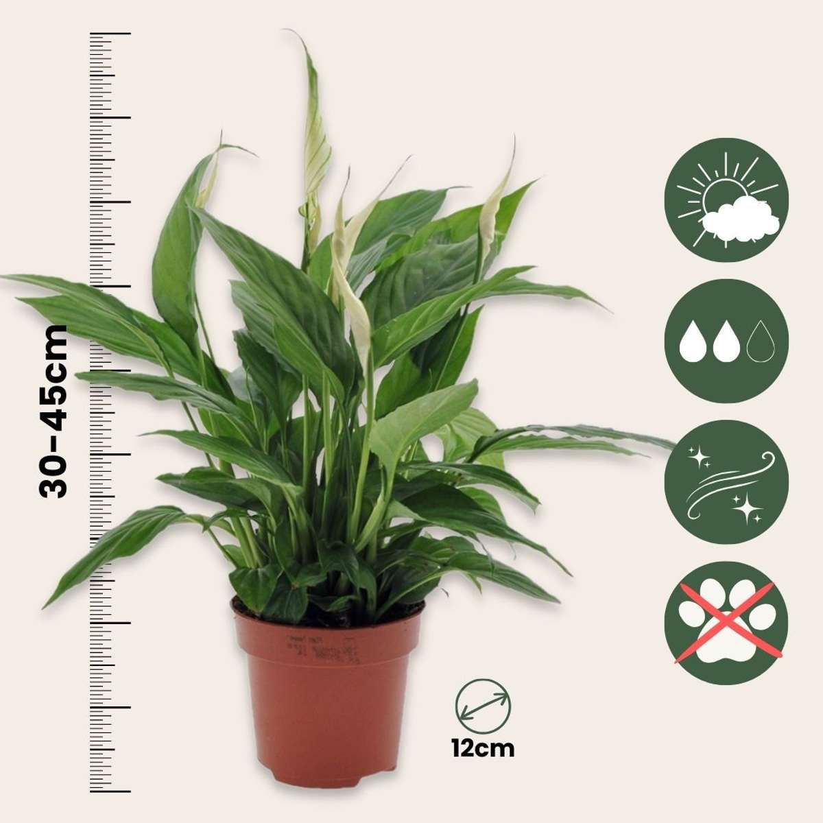 Peace lilly - 2 pcs. - Spathiphyllum 'Torelli' - Height 30-45cm - ⌀12cm