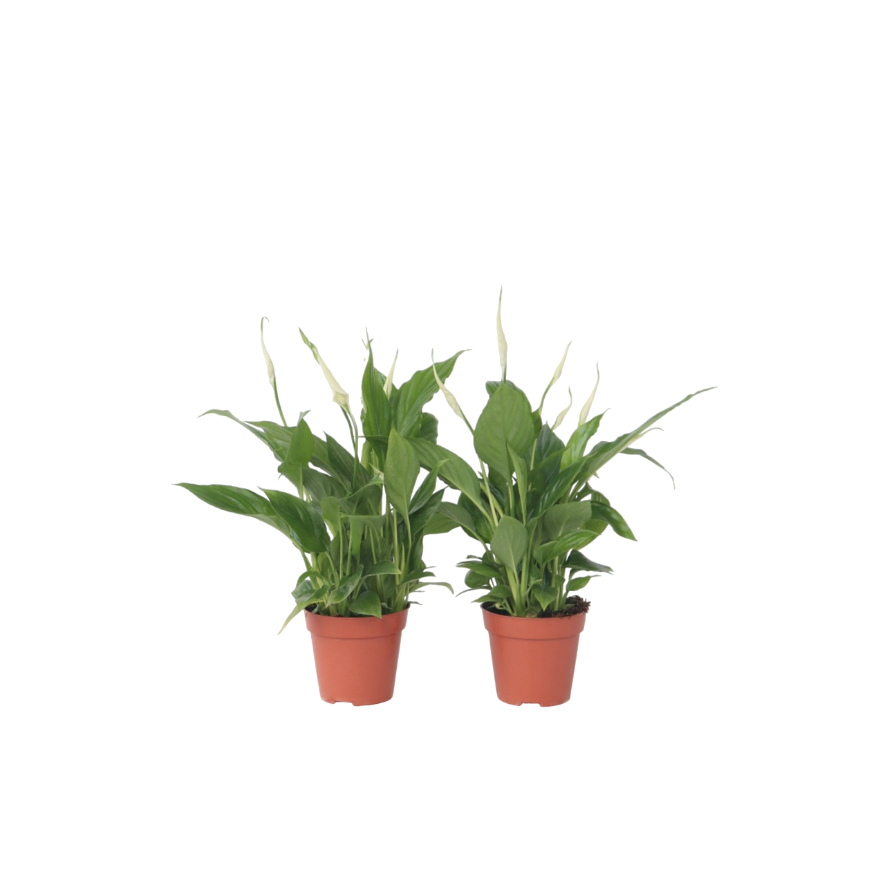 Peace lilly - 6 pcs. - Spathiphyllum 'Torelli' - Height 30-45cm - ⌀12cm