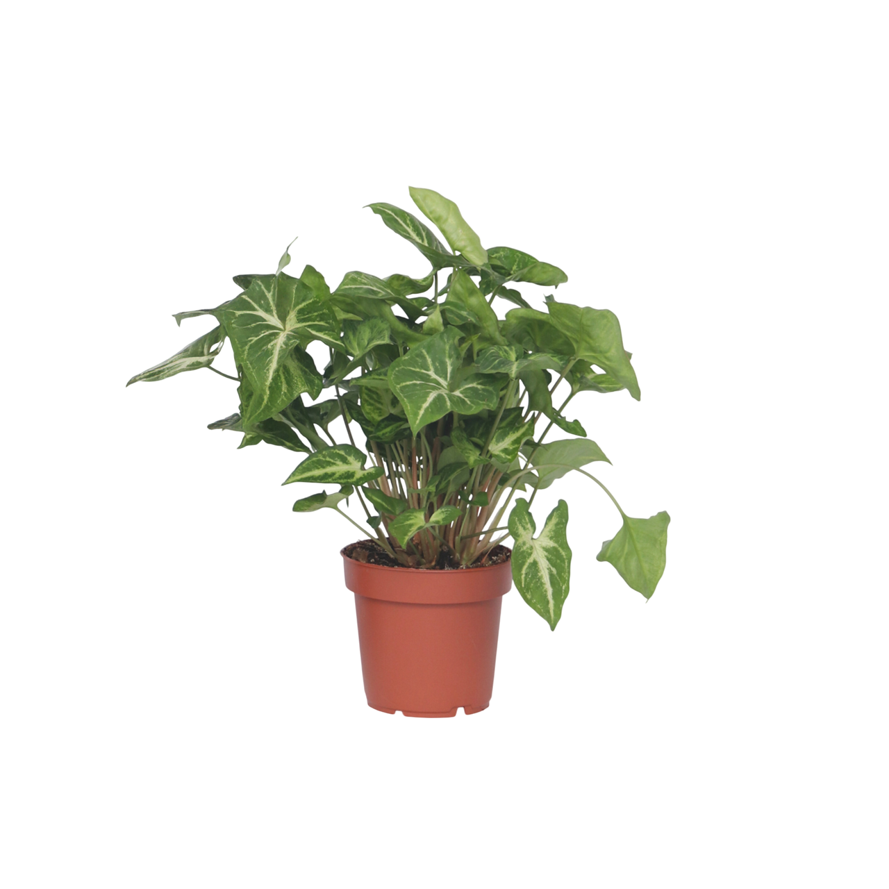 Arrowhead Plant Red Heart - Syngonium 'Pixie' - Height 25-40cm - ⌀12cm