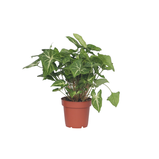 Arrowhead Plant Red Heart - Syngonium 'Pixie' - Height 25-40cm - ⌀12cm
