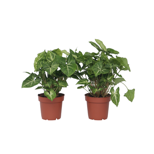 Arrowhead Plant Red Heart - 2 pcs. - Syngonium 'Pixie' - Height 25-40cm - ⌀12cm