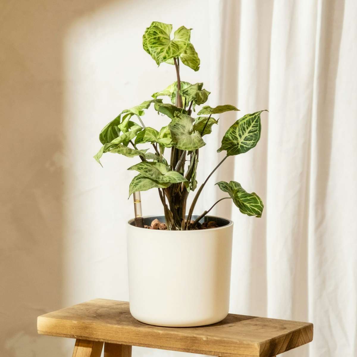 Arrowhead Plant Red Heart - 3 pcs. - Syngonium 'Pixie' - Height 25-40cm - ⌀12cm