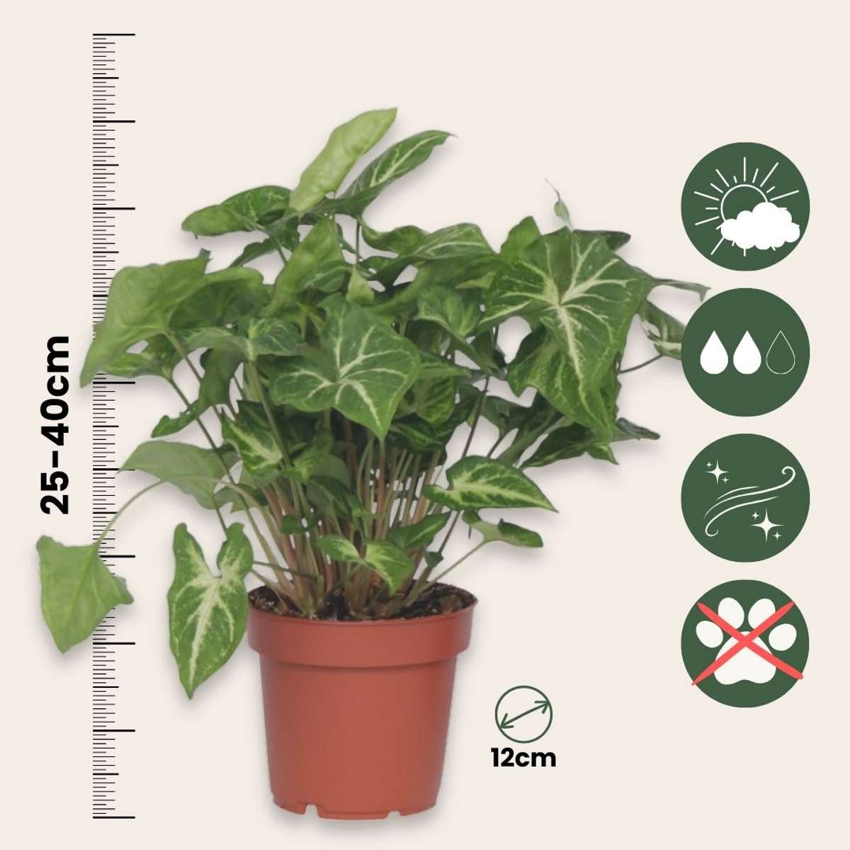 Arrowhead Plant Red Heart - 3 pcs. - Syngonium 'Pixie' - Height 25-40cm - ⌀12cm