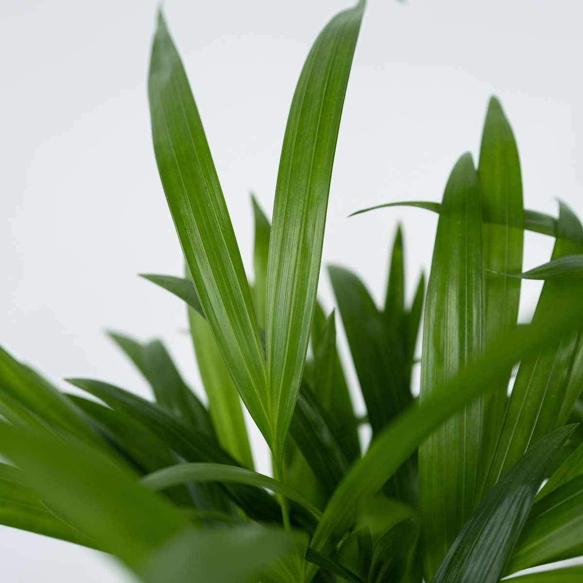 Areca palm 'Golden Cane' - 3 pcs. - Dypsis lutescens - Height 30-45cm - ⌀12cm
