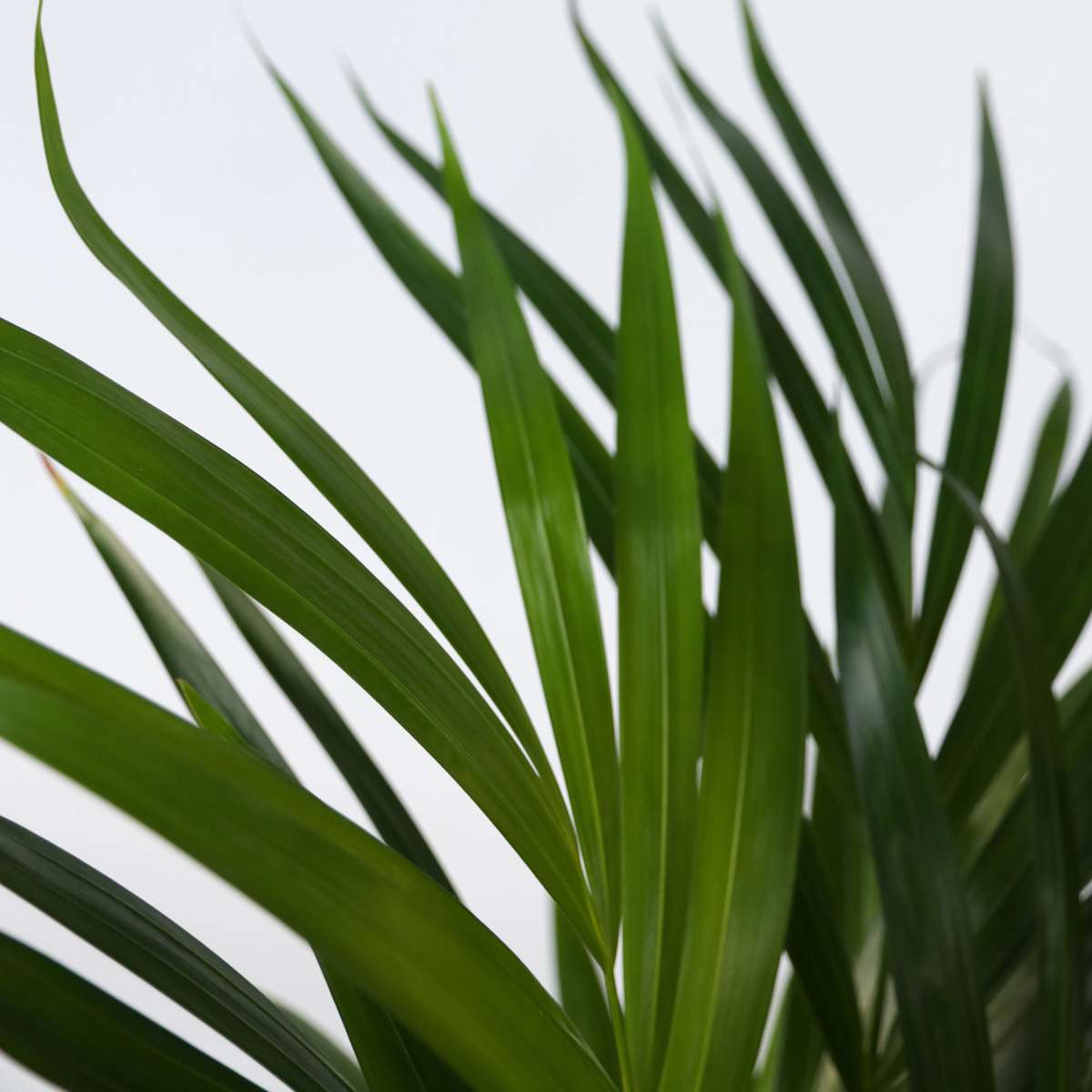 Areca palm 'Golden Cane' - 3 pcs. - Dypsis lutescens - Height 30-45cm - ⌀12cm