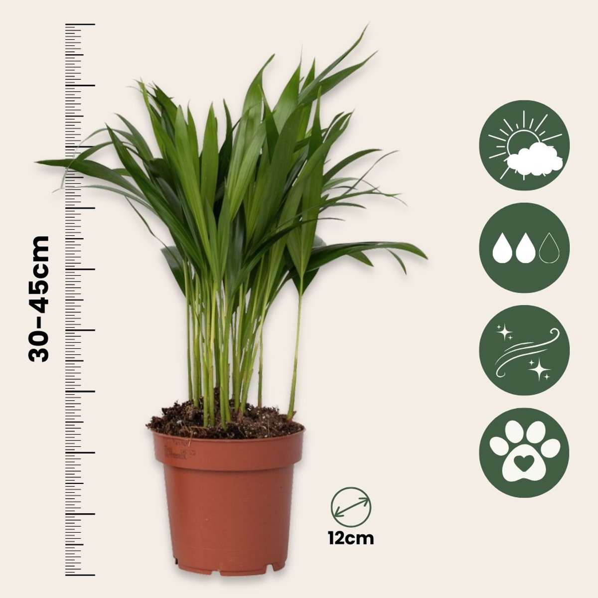 Areca palm 'Golden Cane' - 3 pcs. - Dypsis lutescens - Height 30-45cm - ⌀12cm