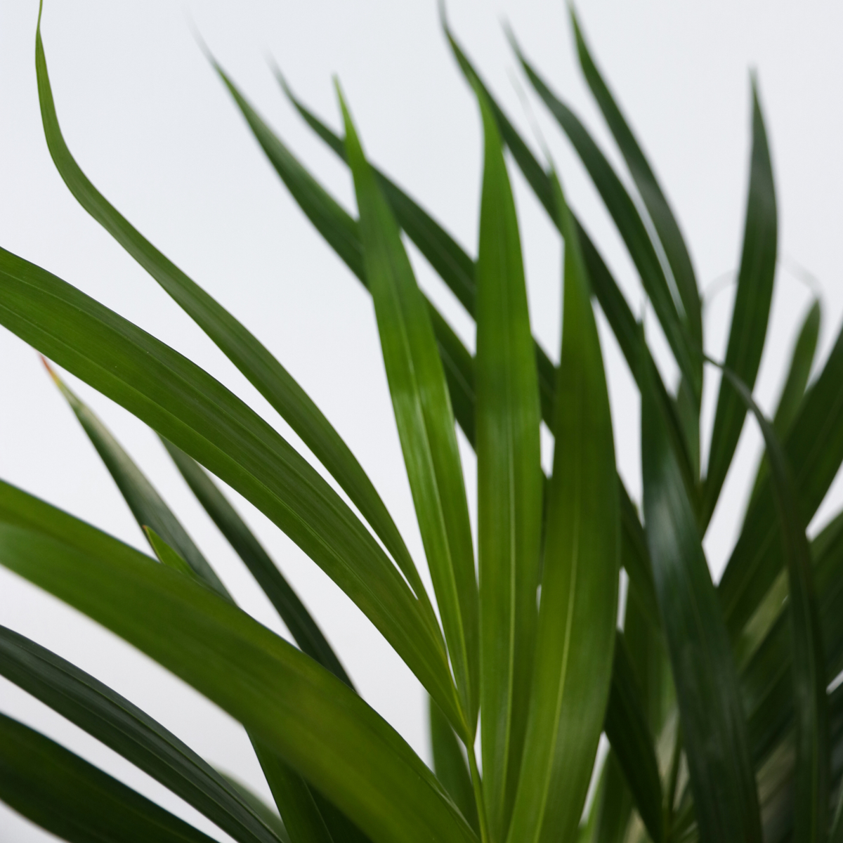Areca palm 'Golden Cane' - 2 pcs. - Dypsis lutescens - Height 60-70cm - ⌀17cm
