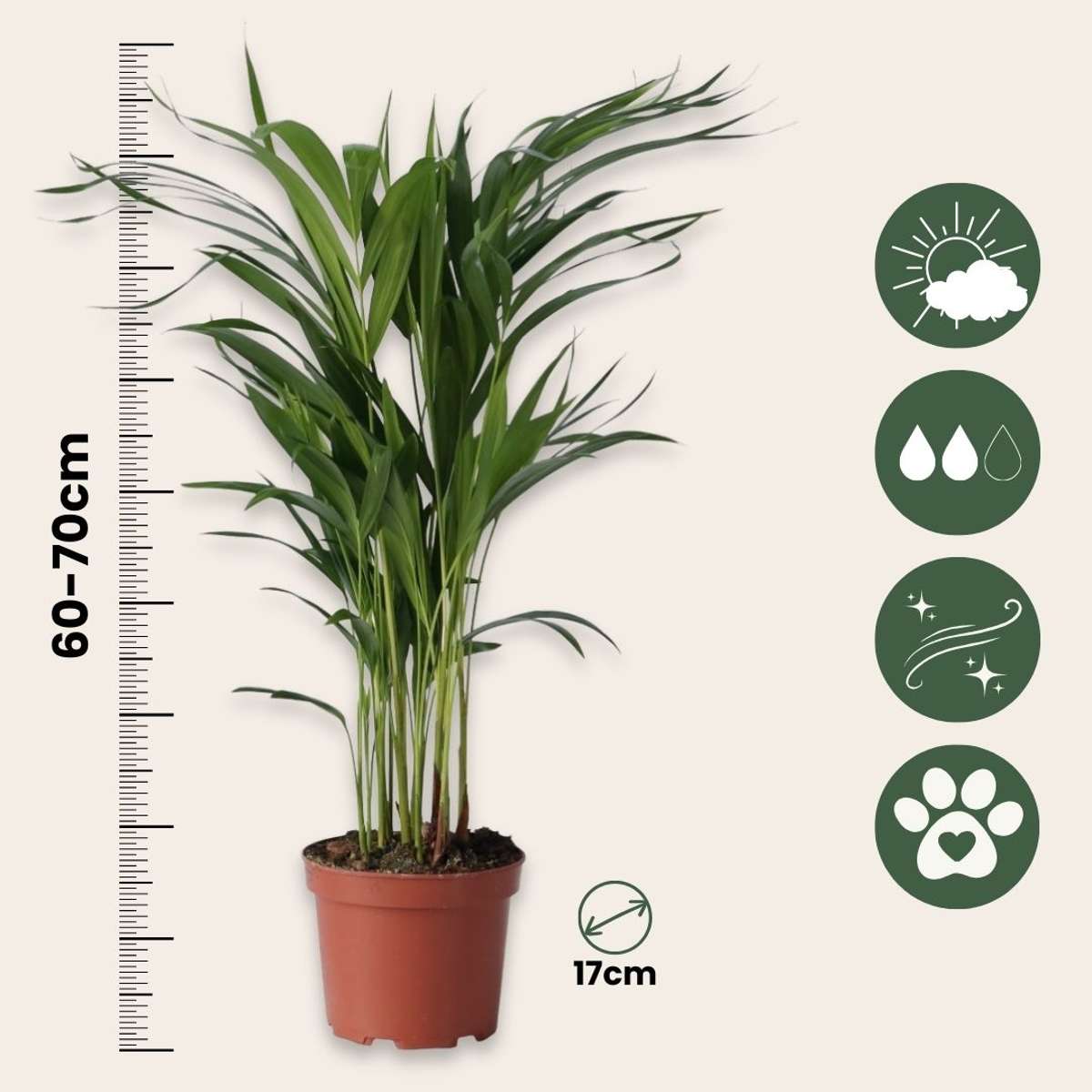 Areca palm 'Golden Cane' - 2 pcs. - Dypsis lutescens - Height 60-70cm - ⌀17cm