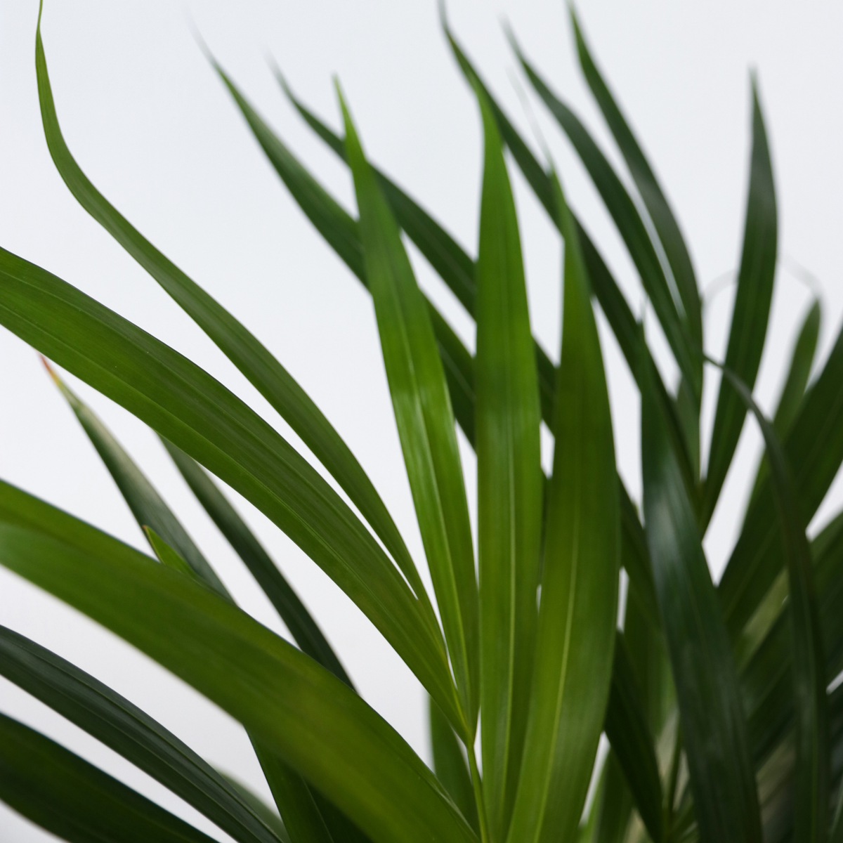 Areca palm 'Golden Cane' - 4 pcs. - Dypsis lutescens - Height 60-70cm - ⌀17cm