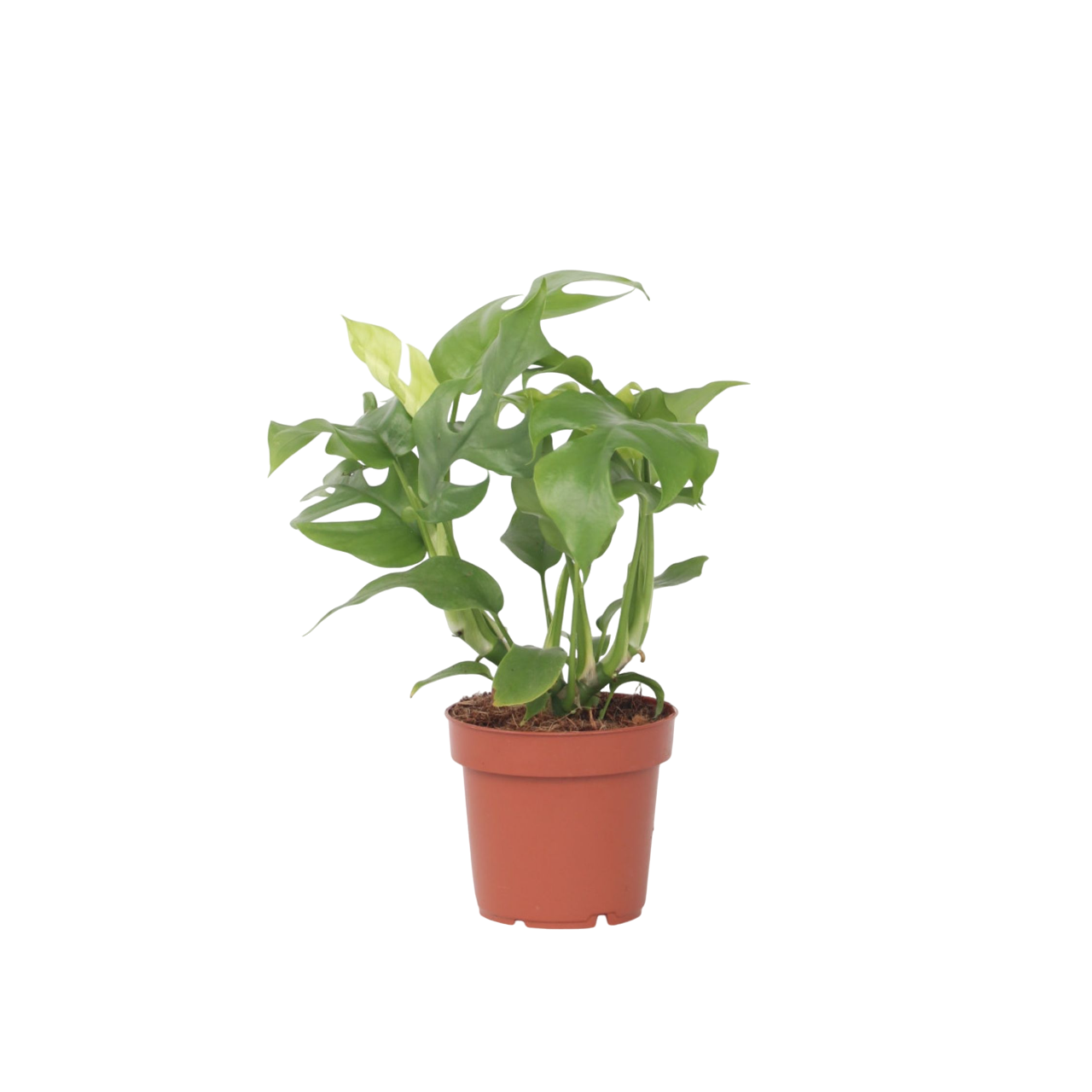 Monstera Minima - Rhaphidophora tetrasperma - Height 20-30cm - ⌀12cm