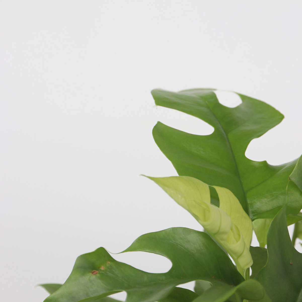 Monstera Minima - 2 pcs. - Rhaphidophora tetrasperma - Height 20-30cm - ⌀12cm