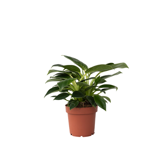 Sweetheart Plant - Philodendron 'White Wave' - Height 25-40cm - ⌀12cm