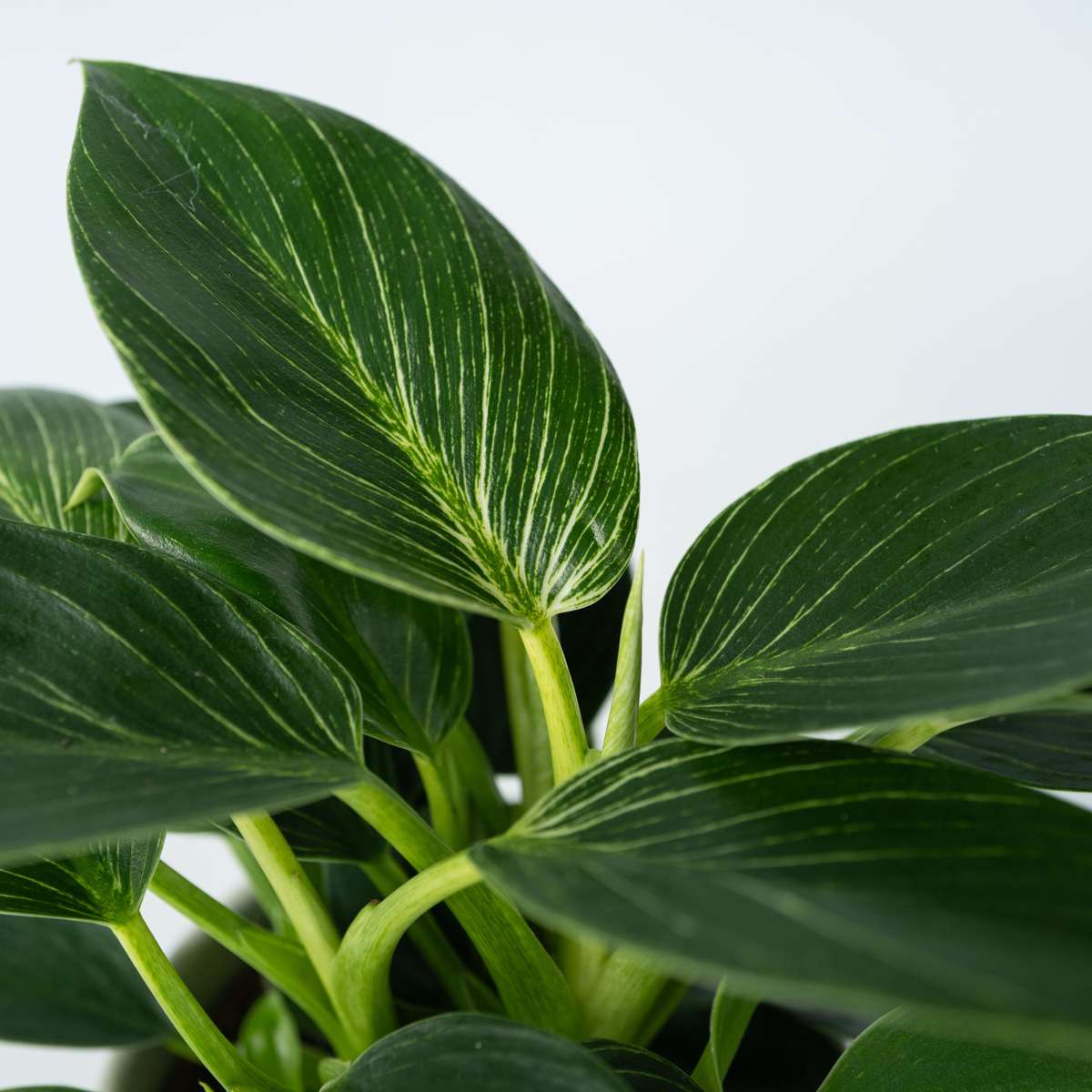 Sweetheart Plant - 2 pcs. - Philodendron 'White Wave' - Height 25-40cm - ⌀12cm