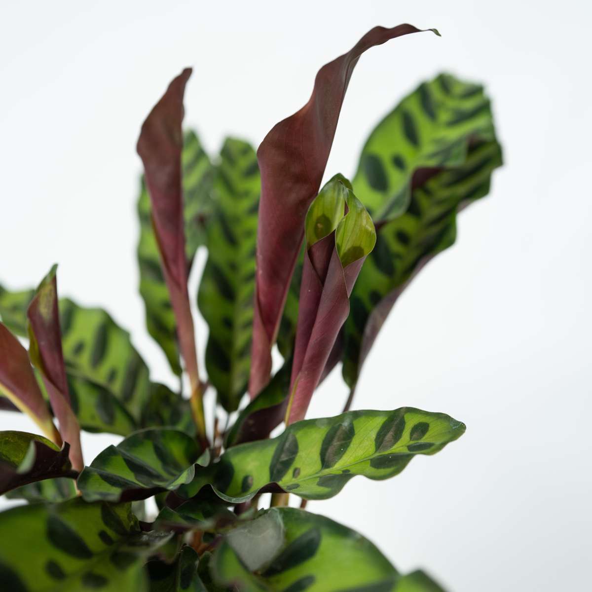 Rattlesnake plant - Goeppertia insignis - Height 30-40cm - ⌀12cm
