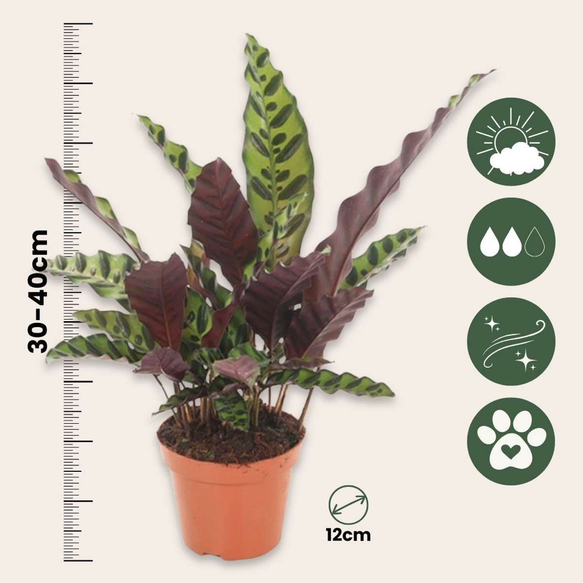 Rattlesnake plant - Goeppertia insignis - Height 30-40cm - ⌀12cm