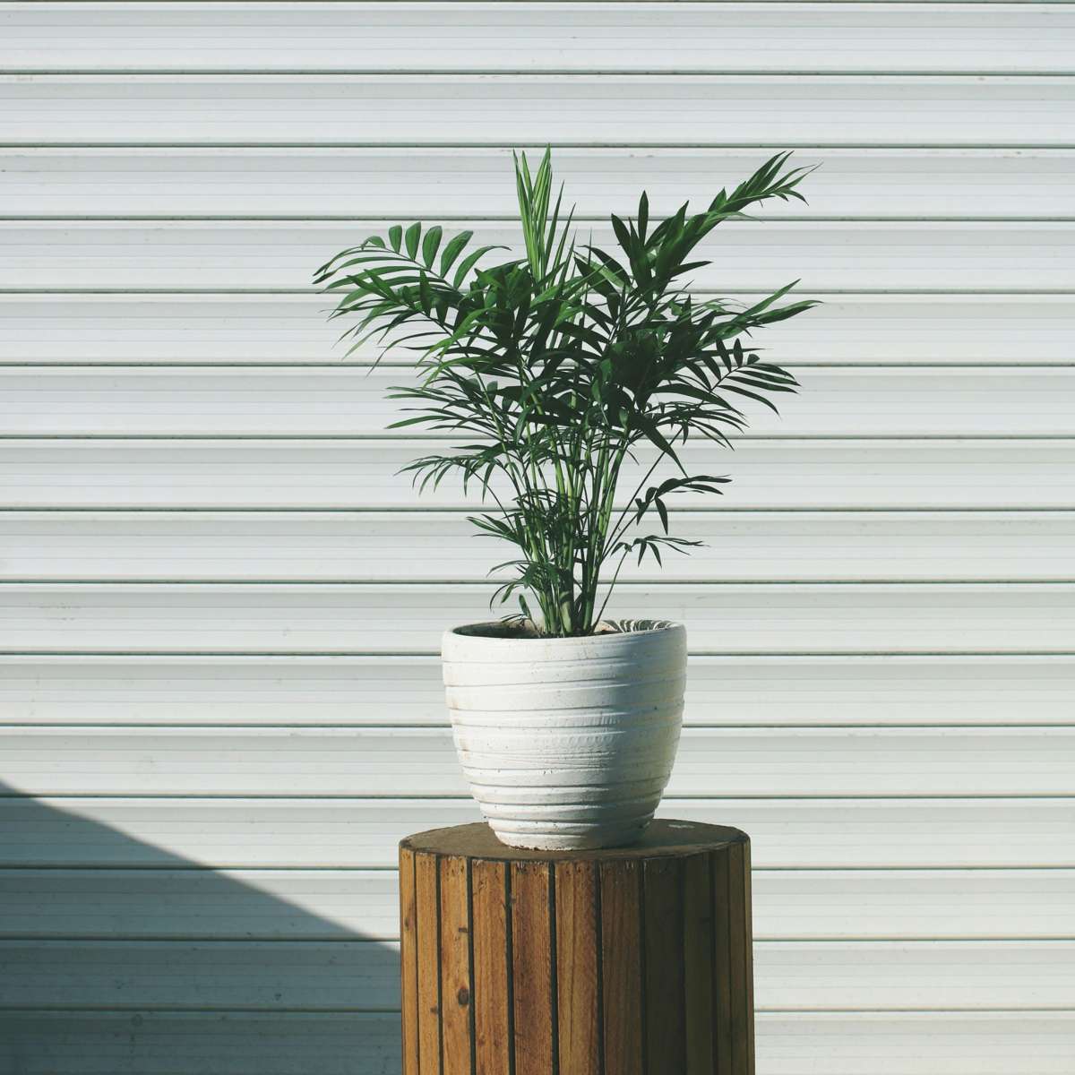 Parlour Palm - 3 pcs. - Chamaedorea elegans - Height 30-40cm - ⌀12cm