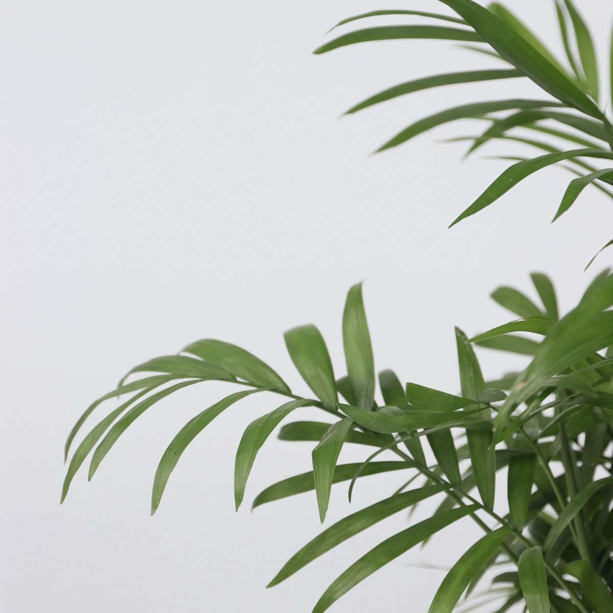 Parlour Palm - 3 pcs. - Chamaedorea elegans - Height 30-40cm - ⌀12cm