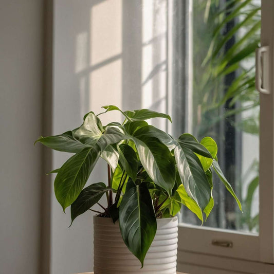 Sweetheart Plant - 2 pcs. - Philodendron 'Florida Green' - H20-30cm - ⌀12cm
