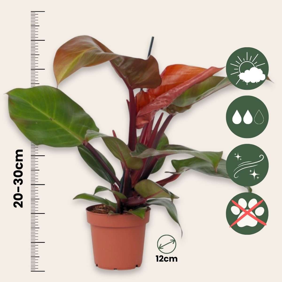 Sweetheart Plant - 2 pcs. - Philodendron 'Sun Light' - Height 20-30cm - ⌀12cm