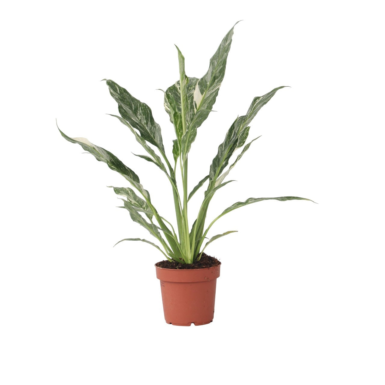 Peace lilly - Spathiphyllum 'Diamond' - Height 40-50cm - ⌀12cm