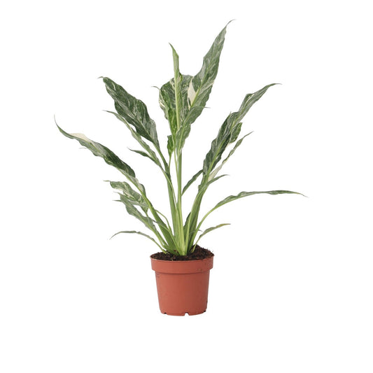 Peace lilly - Spathiphyllum 'Diamond' - Height 40-50cm - ⌀12cm