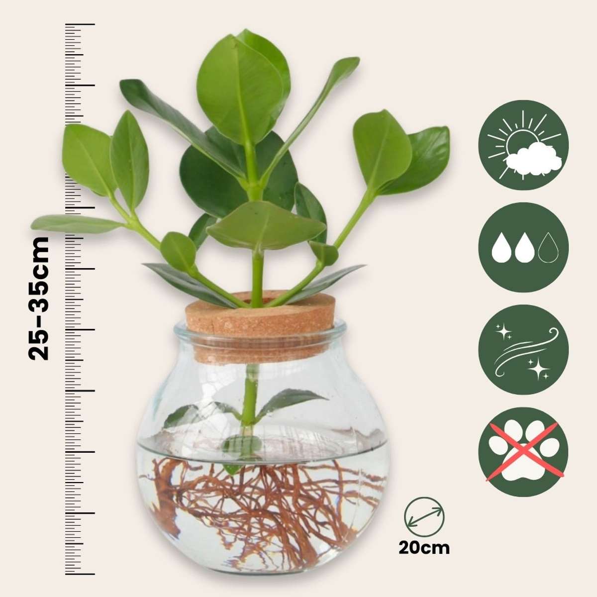 Autograph tree - Clusia rosea 'Princess' - Height 25-35cm - ⌀20cm