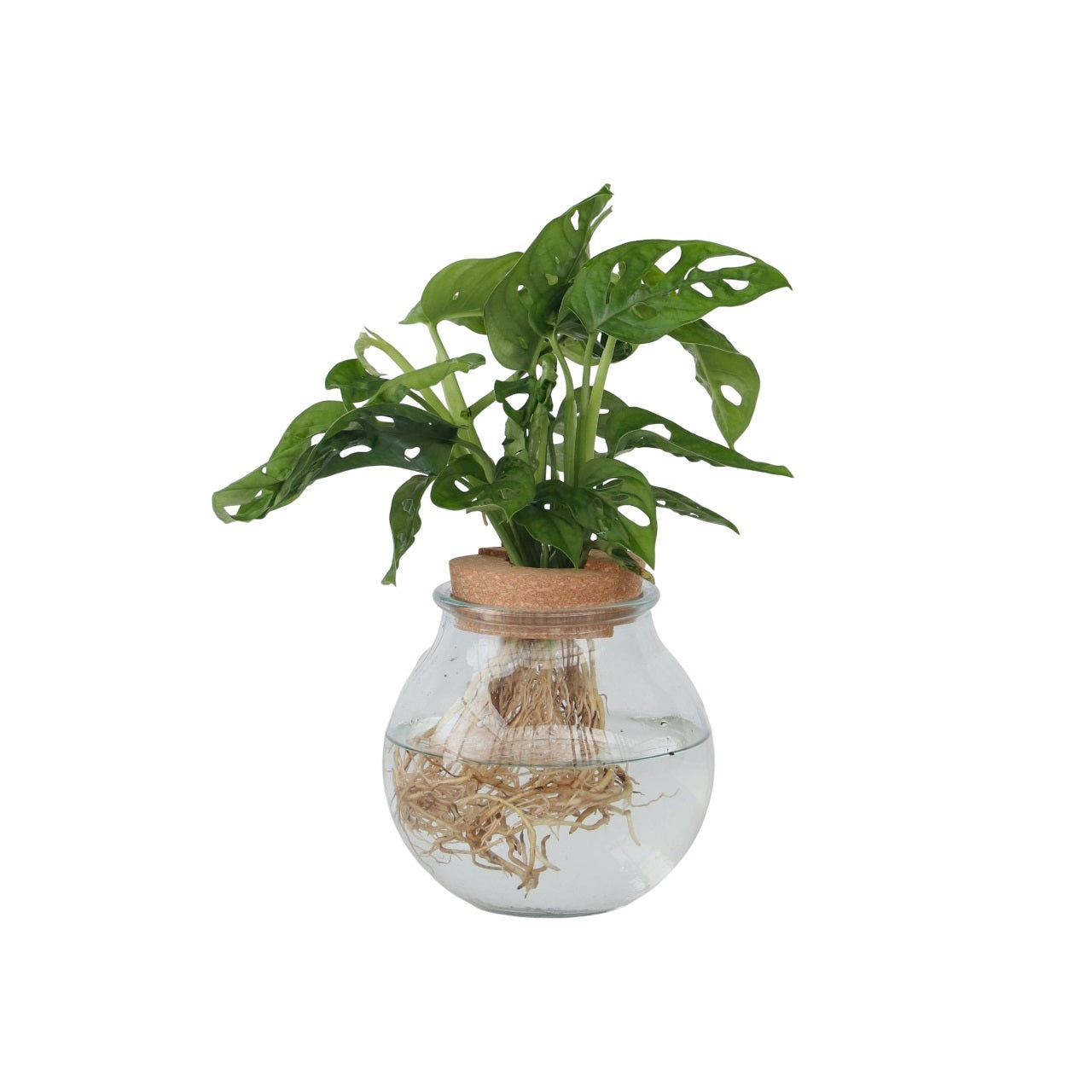 Mini Swiss Cheese Plant - Monstera 'Monkey Mask' - Height 25-35cm - ⌀20cm
