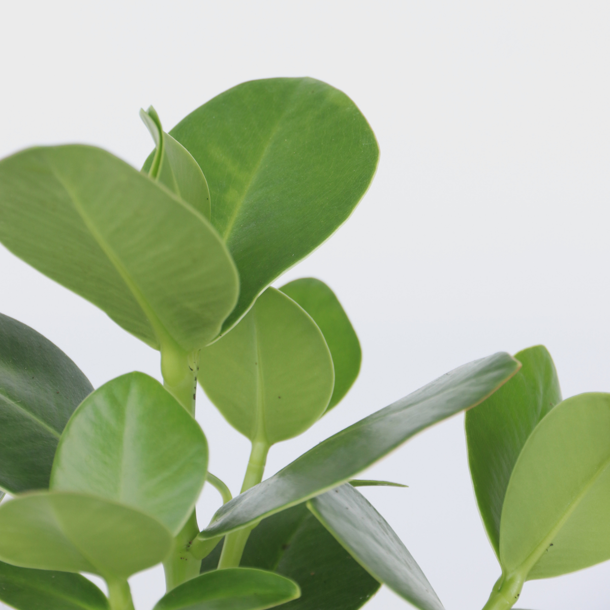 Autograph tree - 2 pcs. - Clusia rosea 'Princess' - Height 25-35cm - ⌀12cm