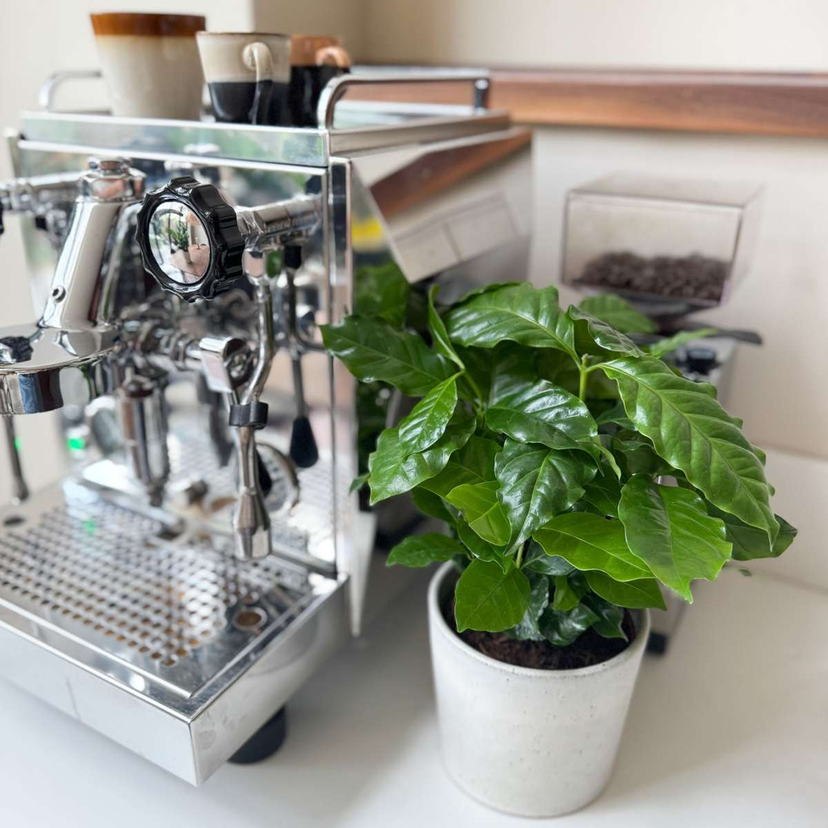 Coffee plant - 4 pcs. - Coffea arabica - Height 25-40cm - ⌀12cm