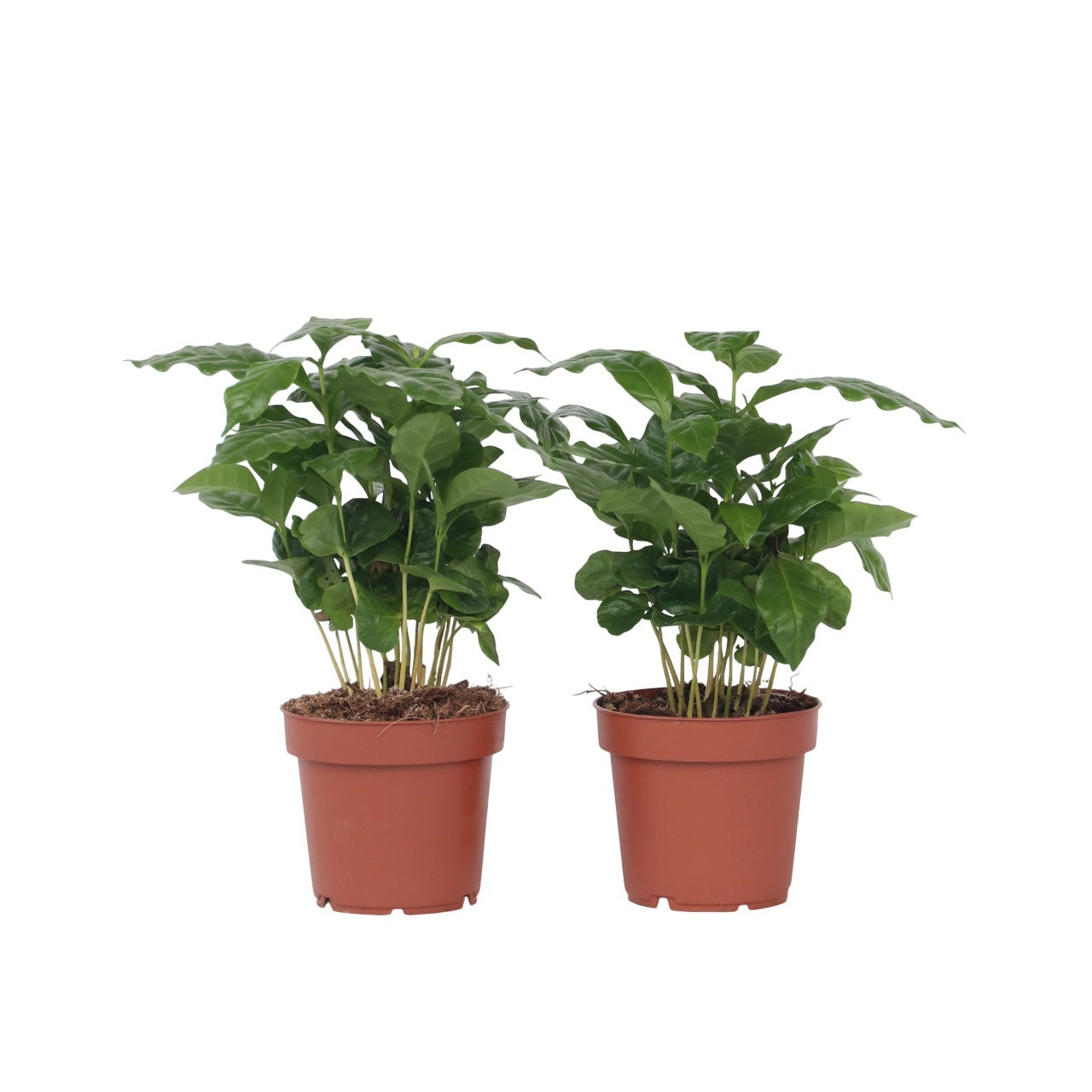 Coffee plant - 2 pcs. - Coffea arabica - Height 25-40cm - ⌀12cm